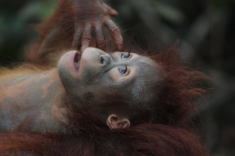 Borneo Rainforest, Malaysia
